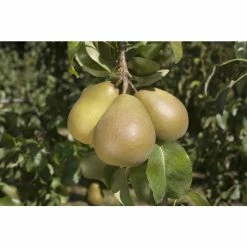 4-5ft 'Beurré Hardy' Pear Tree | Quince A Semi Dwarfing Rootstock | 9L Pot 5 4-5ft 'Beurré Hardy' Pear Tree | Quince A Semi Dwarfing Rootstock | 9L Pot -Plants outlet store TR0080 add image 1 8c4c
