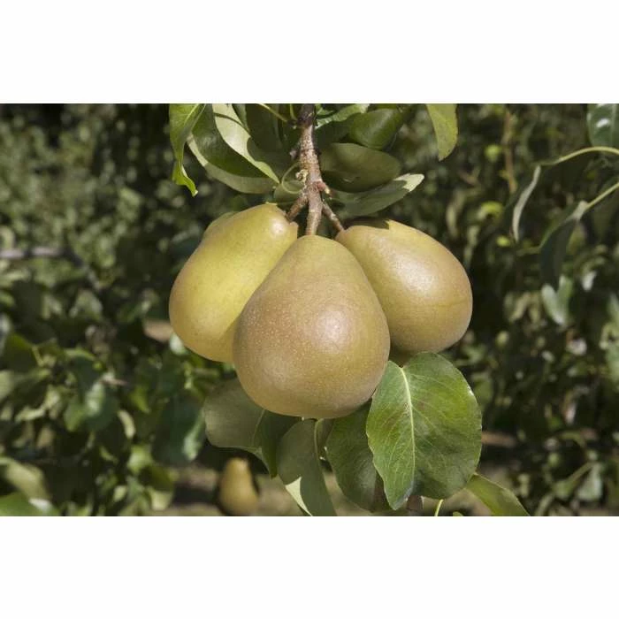 4-5ft 'Beurré Hardy' Pear Tree | Quince A Semi Dwarfing Rootstock | 9L Pot 4 4-5ft 'Beurré Hardy' Pear Tree | Quince A Semi Dwarfing Rootstock | 9L Pot - Image 2