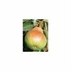 4-5ft 'Beurré Hardy' Pear Tree | Quince A Semi Dwarfing Rootstock | 9L Pot 2 4-5ft 'Beurré Hardy' Pear Tree | Quince A Semi Dwarfing Rootstock | 9L Pot -Plants outlet store TR0080 main image 25f6
