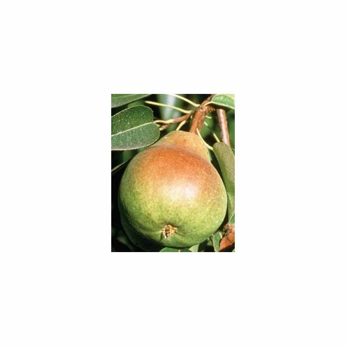 4-5ft 'Beurré Hardy' Pear Tree | Quince A Semi Dwarfing Rootstock | 9L Pot 3 4-5ft 'Beurré Hardy' Pear Tree | Quince A Semi Dwarfing Rootstock | 9L Pot