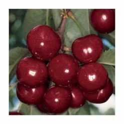 4-5ft 'Van' Cherry Tree | Colt Semi Vigorous Rootstock | Bare Root -Plants outlet store TR0119BR feed image 7532
