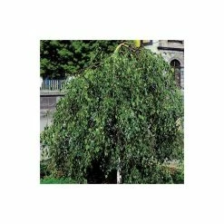 Betula Pendula 'Youngii' | Weeping Birch Tree | 9L Pot | 120-150cm -Plants outlet store TR0136 rollover image 520f
