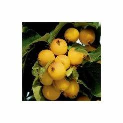 Malus 'Butterball' | Crab Apple Tree | 9L Pot | 120-150cm -Plants outlet store TR01539L add image 1 e24b