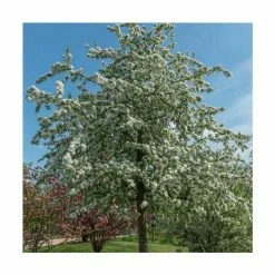 Malus 'Butterball' | Crab Apple Tree | Bare Root | 120-150cm