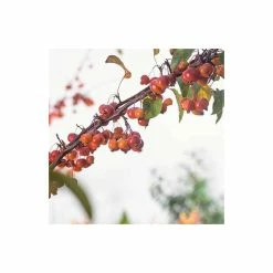Malus 'Evereste' | Crab Apple Tree | 9L Pot | 120 -150cm -Plants outlet store TR01549L add image 2 8815