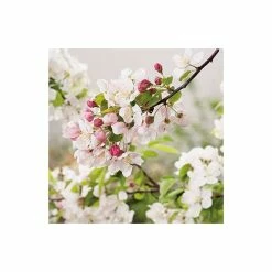 Malus 'Evereste' | Crab Apple Tree | 9L Pot | 120 -150cm -Plants outlet store TR01549L add image 4 6baf