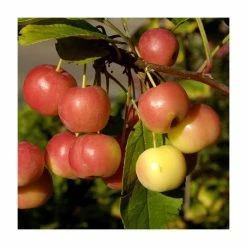 Malus 'Evereste' | Crab Apple Tree | 9L Pot | 120 -150cm -Plants outlet store TR01549L add image 5 8a11