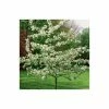 Malus 'Evereste' | Crab Apple Tree | 9L Pot | 120 -150cm -Plants outlet store TR01549L main image cff8