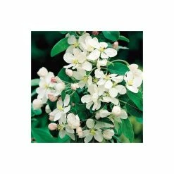 Malus X Atrosanguinea 'Gorgeous' | Crab Apple Tree | Bare Root | 120-150cm -Plants outlet store TR0156BR add image 1 d1df