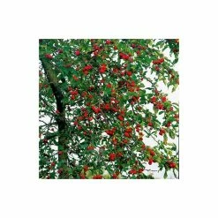 Malus X Atrosanguinea 'Gorgeous' | Crab Apple Tree | Bare Root | 120-150cm -Plants outlet store TR0156BR rollover image bb85
