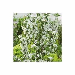 Malus 'John Downie' | Crab Apple Tree | Bare Root | 120-150cm -Plants outlet store TR0157BR add image 1 3266