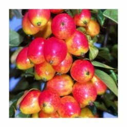 Malus 'John Downie' | Crab Apple Tree | Bare Root | 120-150cm -Plants outlet store TR0157BR add image 2 003a