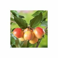 Malus 'John Downie' | Crab Apple Tree | Bare Root | 120-150cm -Plants outlet store TR0157BR rollover image fa50