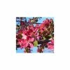 Malus X Moerlandsii 'Profusion' | Crab Apple Tree | Bare Root | 120-150cm -Plants outlet store TR0159BR add image 3 9de3