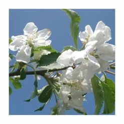 Malus 'Montreal Beauty' | Crab Apple Tree | Bare Root | 120-150cm