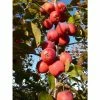 Malus X Purpurea 'Neville Copeman' | Crab Apple Tree | 9L Pot | 120-150cm -Plants outlet store TR01629L add image 2 d3bb