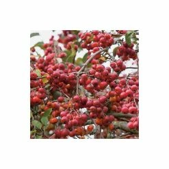 Malus X Robusta 'Red Sentinel' | Crab Apple Tree | Bare Root | 120-150cm -Plants outlet store TR0163BR add image 1 3d03