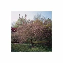 Malus X Robusta 'Red Sentinel' | Crab Apple Tree | Bare Root | 120-150cm -Plants outlet store TR0163BR add image 2 07ba