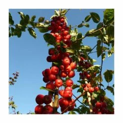 Malus X Robusta 'Red Sentinel' | Crab Apple Tree | Bare Root | 120-150cm -Plants outlet store TR0163BR add image 4 99a0