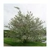 Malus X Robusta 'Red Sentinel' | Crab Apple Tree | Bare Root | 120-150cm -Plants outlet store TR0163BR main image ef77