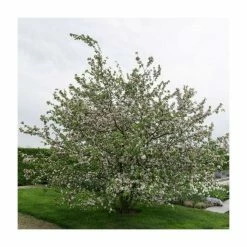 Malus X Robusta 'Red Sentinel' | Crab Apple Tree | Bare Root | 120-150cm