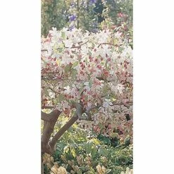 Malus 'Sun Rival' | Crab Apple Tree | 9L Pot | 120-150cm -Plants outlet store TR01659L rollover image 5439