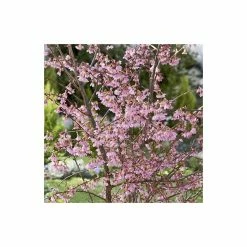 Prunus 'Okame' | Cherry Blossom Tree | Bare Root | 120-150cm 8 Prunus 'Okame' | Cherry Blossom Tree | Bare Root | 120-150cm -Plants outlet store TR0174BR add image 1 013d