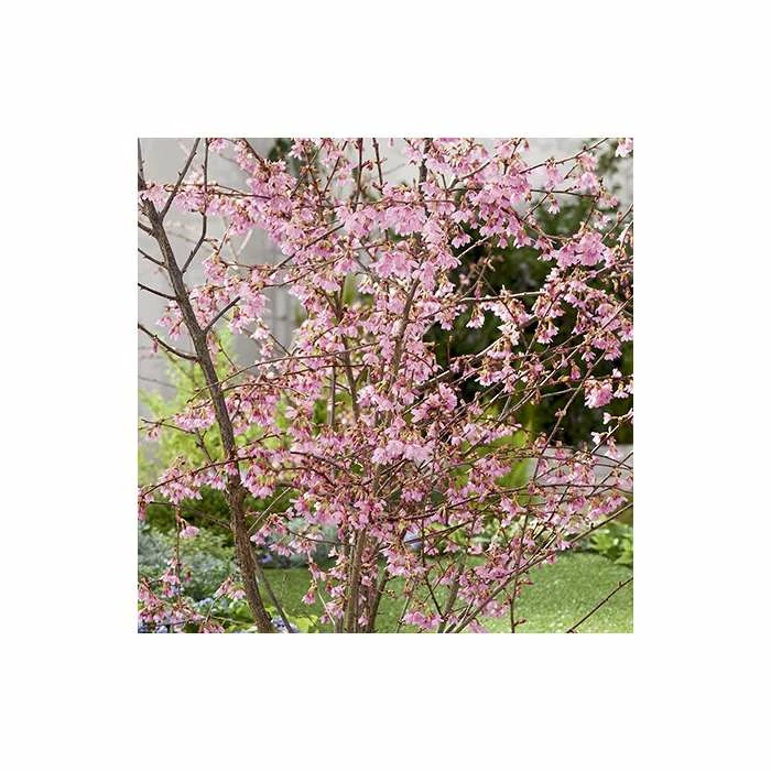 Prunus 'Okame' | Cherry Blossom Tree | Bare Root | 120-150cm 6 Prunus 'Okame' | Cherry Blossom Tree | Bare Root | 120-150cm - Image 4