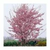 Prunus 'Okame' | Cherry Blossom Tree | Bare Root | 120-150cm -Plants outlet store TR0174BR main image 5140