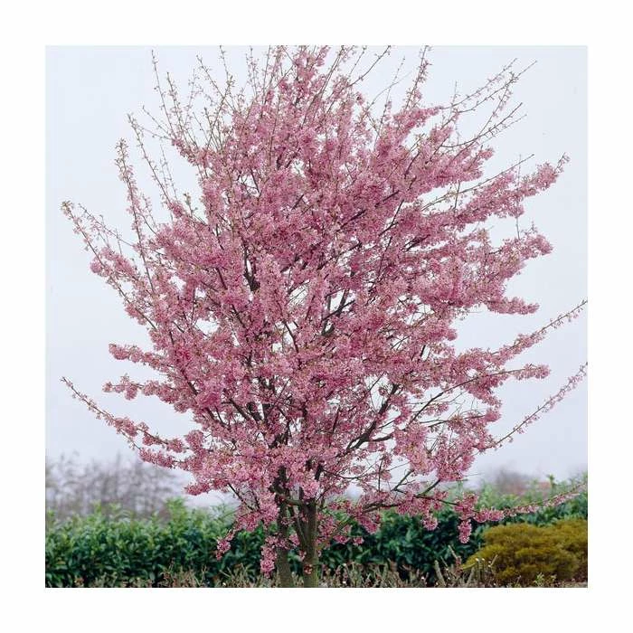 Prunus 'Okame' | Cherry Blossom Tree | Bare Root | 120-150cm 3 Prunus 'Okame' | Cherry Blossom Tree | Bare Root | 120-150cm