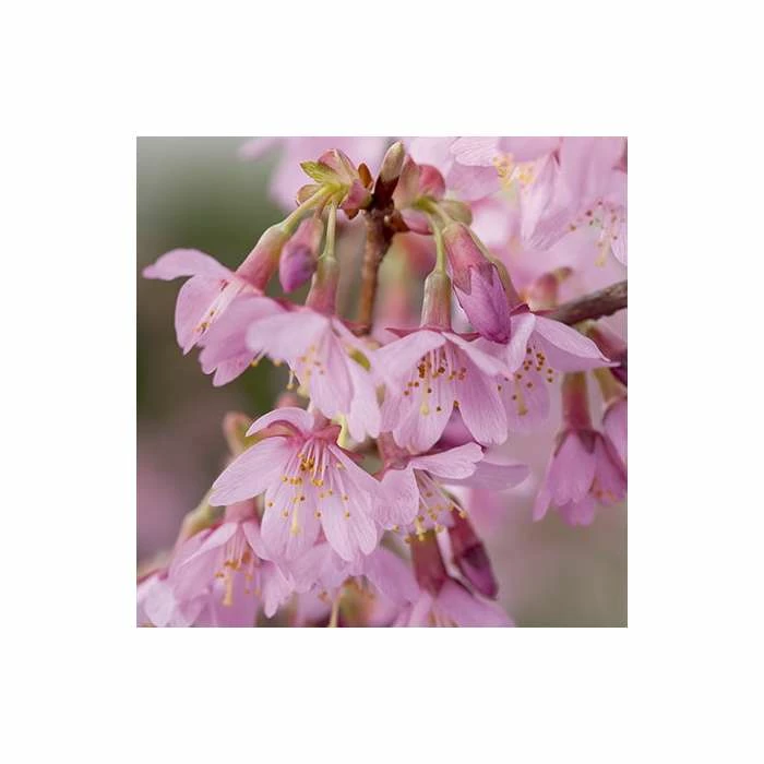 Prunus 'Okame' | Cherry Blossom Tree | Bare Root | 120-150cm 4 Prunus 'Okame' | Cherry Blossom Tree | Bare Root | 120-150cm - Image 2
