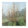 Salix Alba 'Britzensis' | Scarlet Willow Tree | 9L Pot | 120-150cm