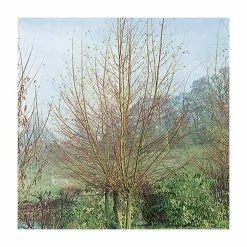 Salix Alba 'Britzensis' | Scarlet Willow Tree | 9L Pot | 120-150cm