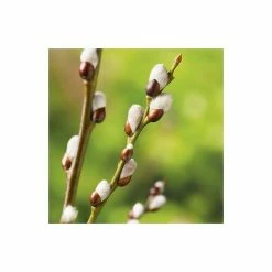 Salix Caprea 'Kilmarnock' | Weeping Willow Tree | 4L Pot | 120-150cm -Plants outlet store TR0194 add image 3 25b0