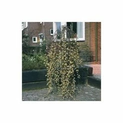 Salix Caprea 'Kilmarnock' | Weeping Willow Tree | 4L Pot | 120-150cm -Plants outlet store TR0194 add image 5 70c9