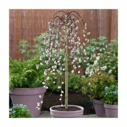 Salix Caprea 'Kilmarnock' | Weeping Willow Tree | 4L Pot | 120-150cm