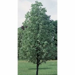 Sorbus Aria 'Lutescens' | Whitebeam Rowan Tree | Bare Root | 120-150cm 9 Sorbus Aria 'Lutescens' | Whitebeam Rowan Tree | Bare Root | 120-150cm -Plants outlet store TR0197BR add image 2 0244