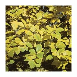 Sorbus Aria 'Lutescens' | Whitebeam Rowan Tree | Bare Root | 120-150cm 7 Sorbus Aria 'Lutescens' | Whitebeam Rowan Tree | Bare Root | 120-150cm -Plants outlet store TR0197BR rollover image 3602