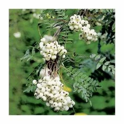 Sorbus Cashmiriana | Rowan Tree | 9L Pot | 120-150cm -Plants outlet store TR02009L add image 2 ebfb
