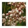Sorbus Cashmiriana | Rowan Tree | 9L Pot | 120-150cm -Plants outlet store TR02009L main image afb3
