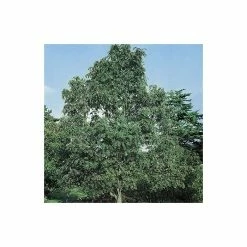 Sorbus Pseudohupehensis 'Pink Pagoda' | Rowan Tree | Bare Root | 120-150cm