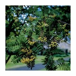 Sorbus 'Joseph Rock' | Mountian Ash Rowan Tree | Bare Root | 120-150cm -Plants outlet store TR0203BR add image 1 b8c1