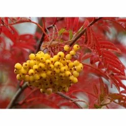 Sorbus 'Joseph Rock' | Mountian Ash Rowan Tree | Bare Root | 120-150cm -Plants outlet store TR0203BR add image 2 e585