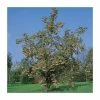 Sorbus 'Joseph Rock' | Mountian Ash Rowan Tree | Bare Root | 120-150cm -Plants outlet store TR0203BR main image 55fc