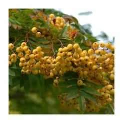 Sorbus 'Joseph Rock' | Mountian Ash Rowan Tree | Bare Root | 120-150cm -Plants outlet store TR0203BR rollover image 9bee