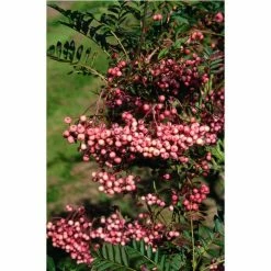 Sorbus Vilmorinii | Rowan Tree | 9L Pot | 120-150cm -Plants outlet store TR02049L add image 1 7a0c