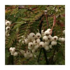 Sorbus Vilmorinii | Rowan Tree | 9L Pot | 120-150cm -Plants outlet store TR02049L add image 3 5b39