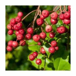 Sorbus Vilmorinii | Rowan Tree | 9L Pot | 120-150cm -Plants outlet store TR02049L add image 4 b62b
