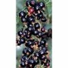 20-30cm Ben Alder' Blackcurrant Bush | Bare Root -Plants outlet store TR0206BR main image cb4d