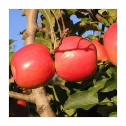4-5ft 'Jupiter' Dessert Apple Tree | M26 Semi Dwarfing Rootstock | Bare Root